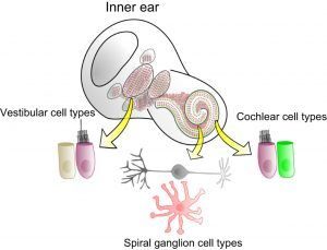 جدیدترین درمان کم شنوایی با سلول بنیادی