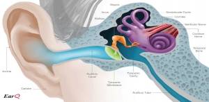 بیماریهای گوش داخلی