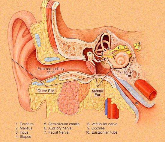 بیماری خودایمنی گوش چیست؟